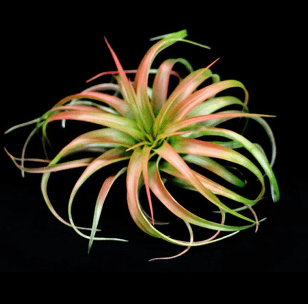 フラワー・ガーデニング Tillandsia cotagaitensis **50** Bromeliads in Australia - Tillandsia cotagaitensis