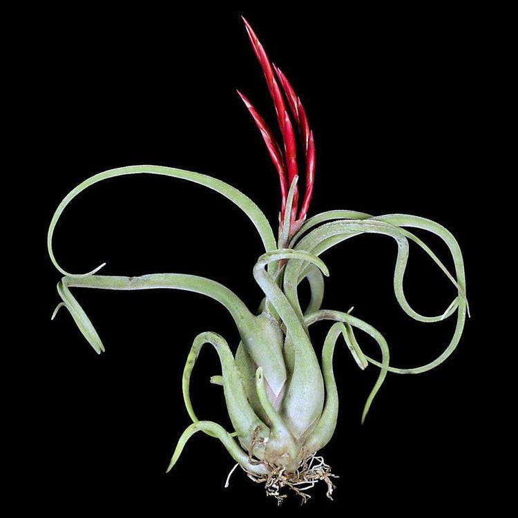 Tillandsia ionantha 'Guatemala Select' - Bromeliad Paradise Tillandsia ionantha 'Guatemala Select' - Bromeliad Paradise