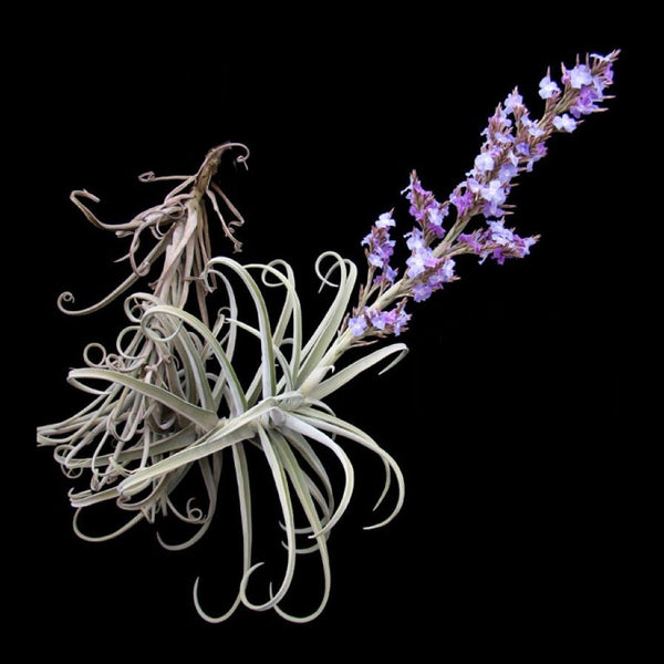 Tillandsia duratii - Bromeliad Paradise