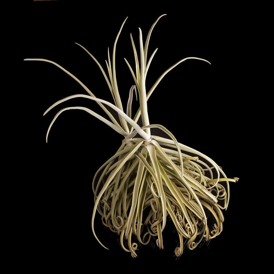 duratii air plant Tillandsia duratii