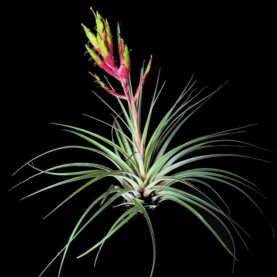 Tillandsia fasiculata Red Bract (large form)