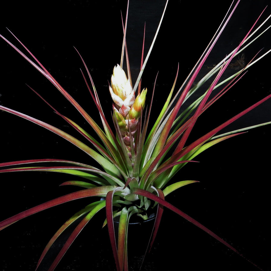 Tillandsia fasiculata 'Yellow Bract' (large form)