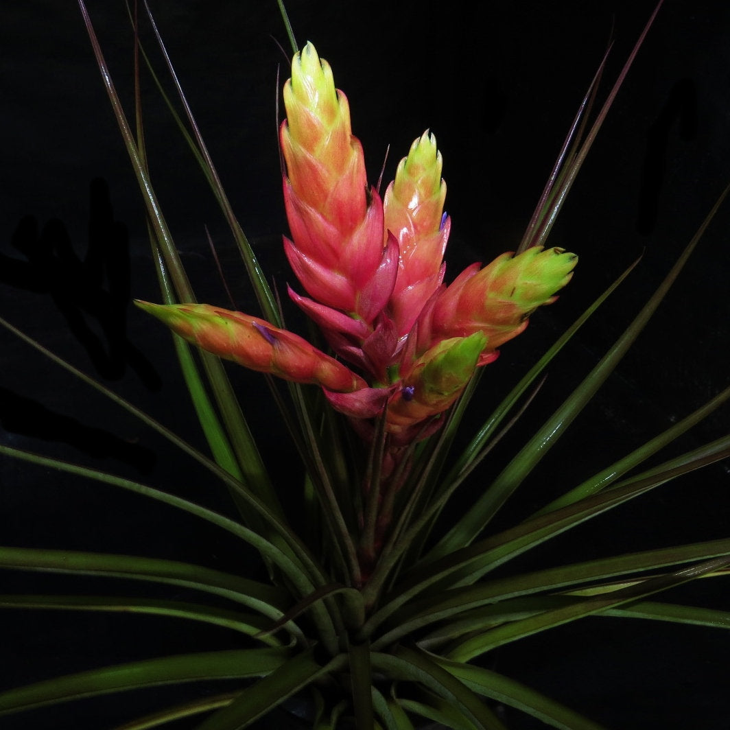 fasciculata tropiflora air plant Tillandsia fasiculata 'Tropiflora'