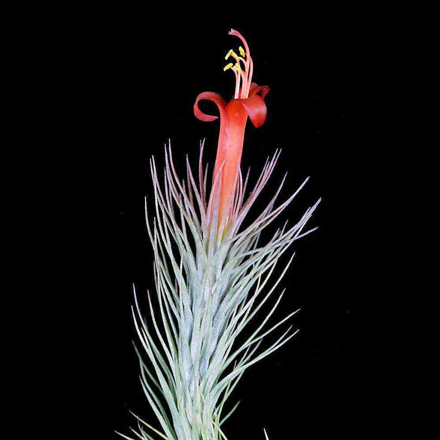 Tillandsia ionantha, röd – Blomsterfamiljen