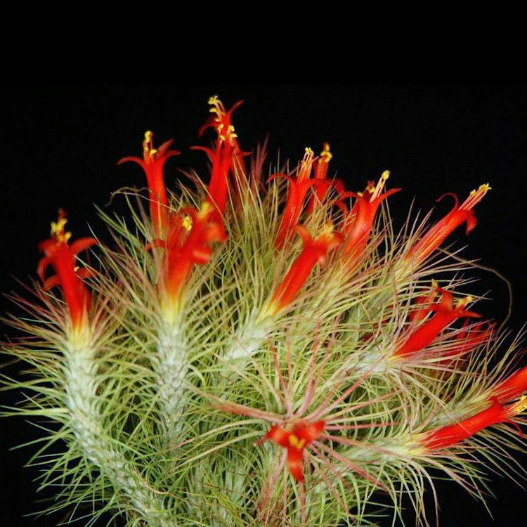 Tillandsia Funckiana Air Plants – Air Plant Design Studio
