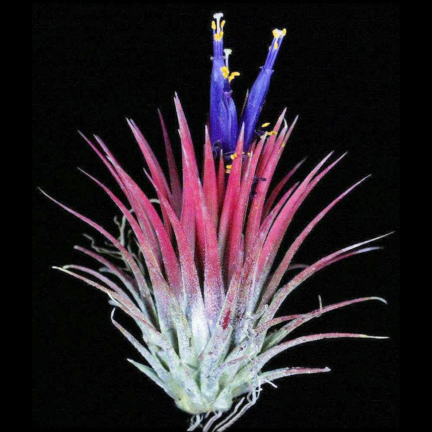 ionantha guatemala air plant Tillandsia ionantha 'Guatemala Select'
