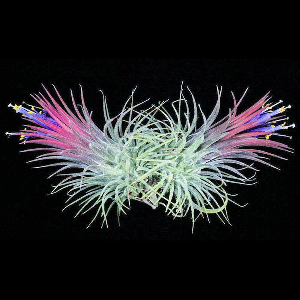 Tillandsia ionantha 'Guatemala Select' - Bromeliad Paradise