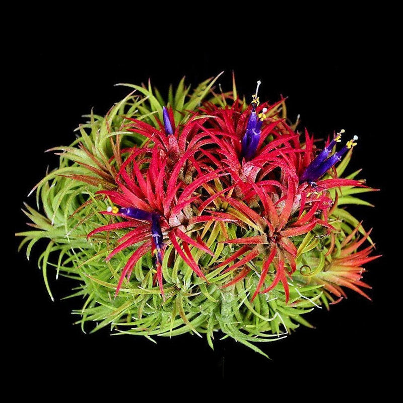 mexican air plants Tillandsia ionantha 'Mexican Select' Cluster