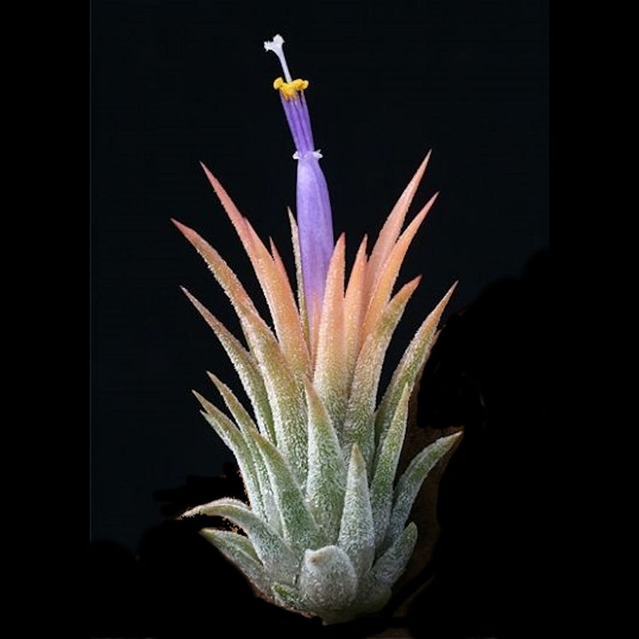 Tillandsia ionantha 'Peach'