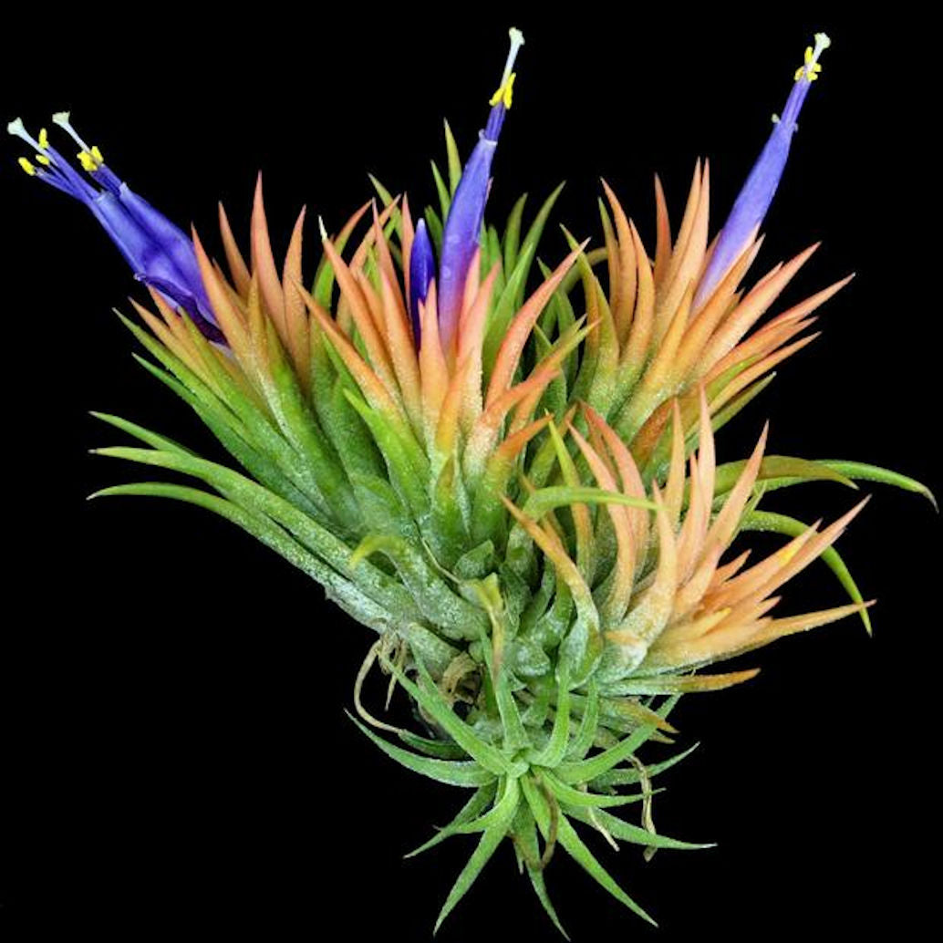 ionantha mexican air plants Tillandsia ionantha 'Peach'
