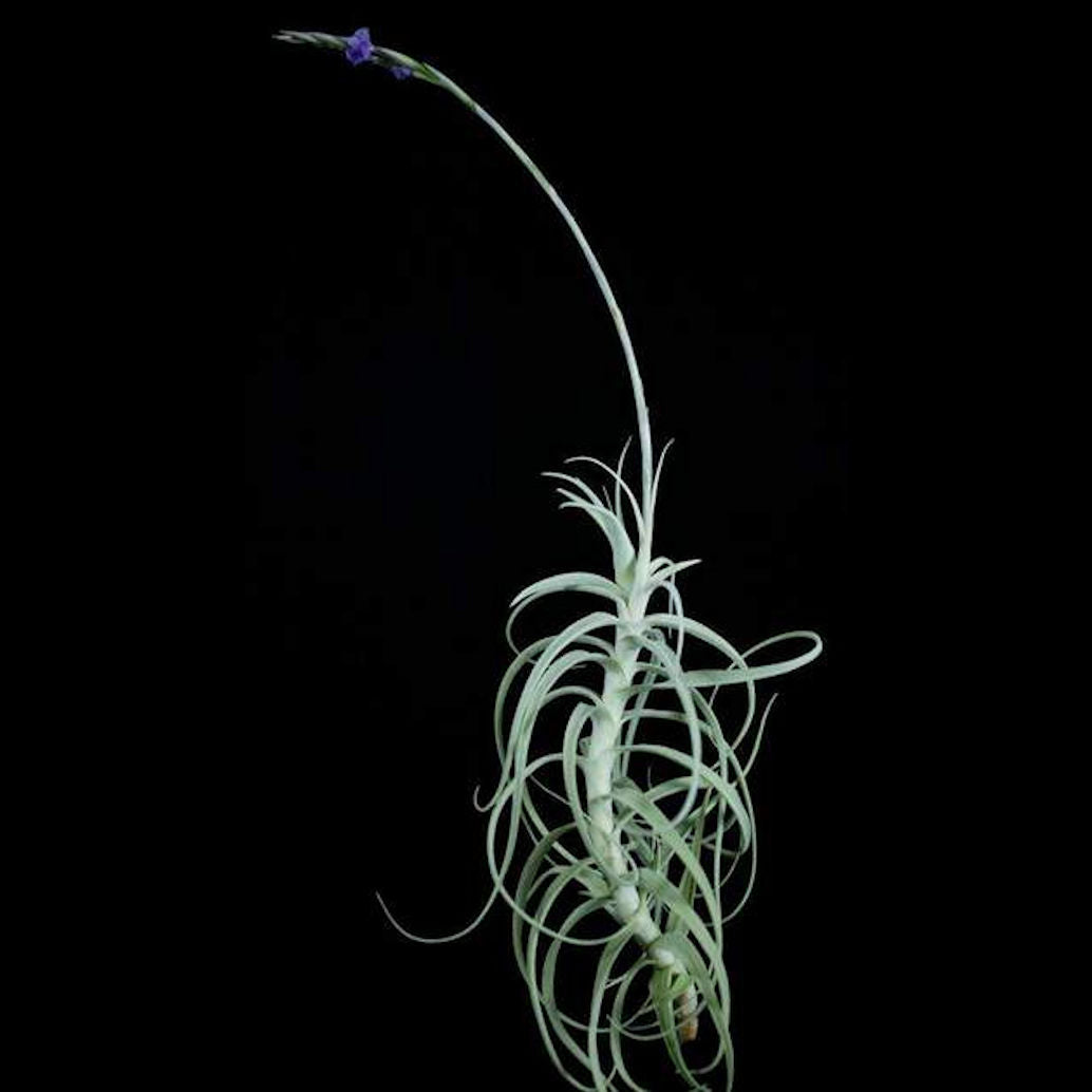 straminea air plant Tillandsia straminea 'Apurimac'