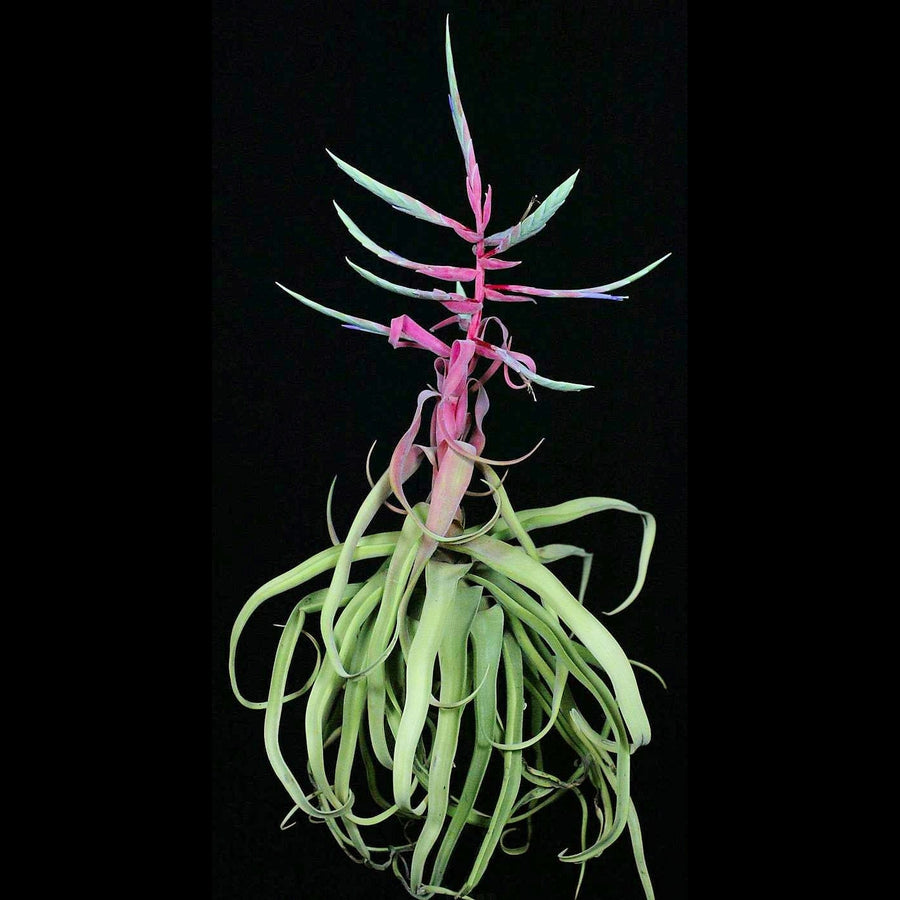Tillandsia streptophylla