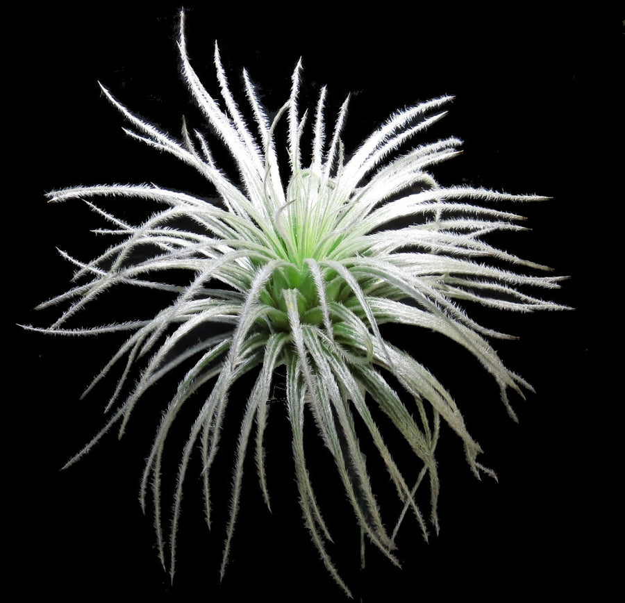 Tillandsia tectorum
