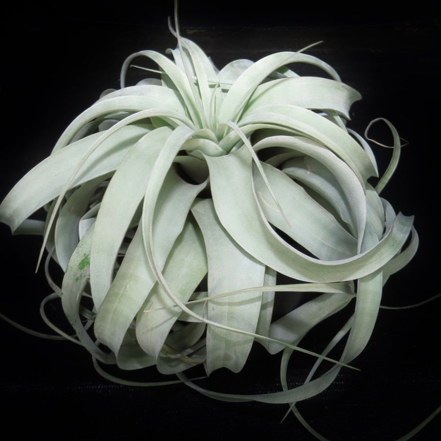 Tillandsia xerographica