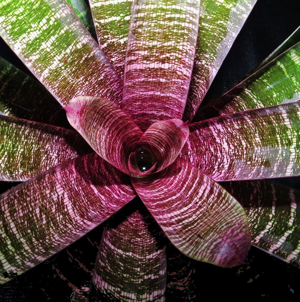 Vriesea - Bromeliad Paradise