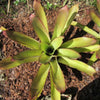 Aechmea alopecurus | Bromeliad Paradise