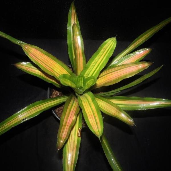 Aechmea 'Alvarez' | Bromeliad Paradise