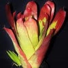 Aechmea ampla | Bromeliad Paradise