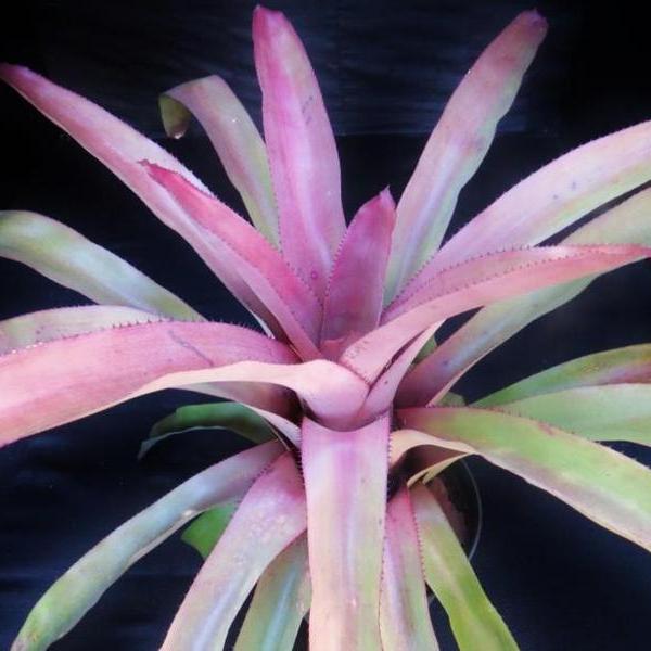 Aechmea 'Andressa' - Bromeliad Paradise