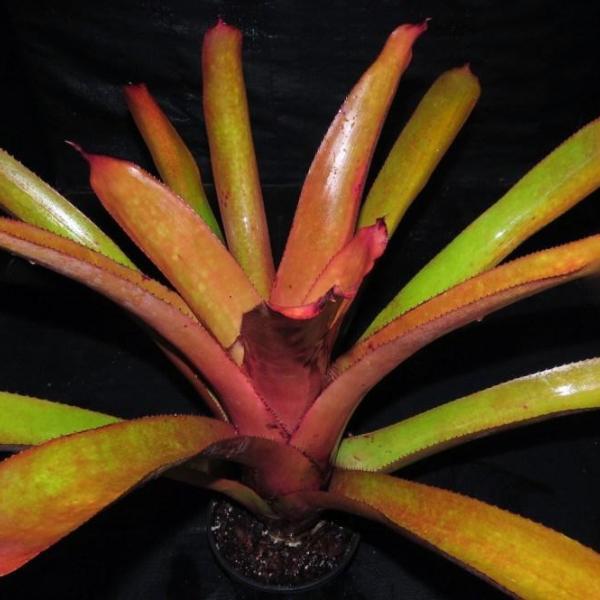 Aechmea aquilegia Variegated〔エクメア〕A0149 Aechmea aquilegia Variegated〔エクメア〕A0149 Aechmea aquilegia