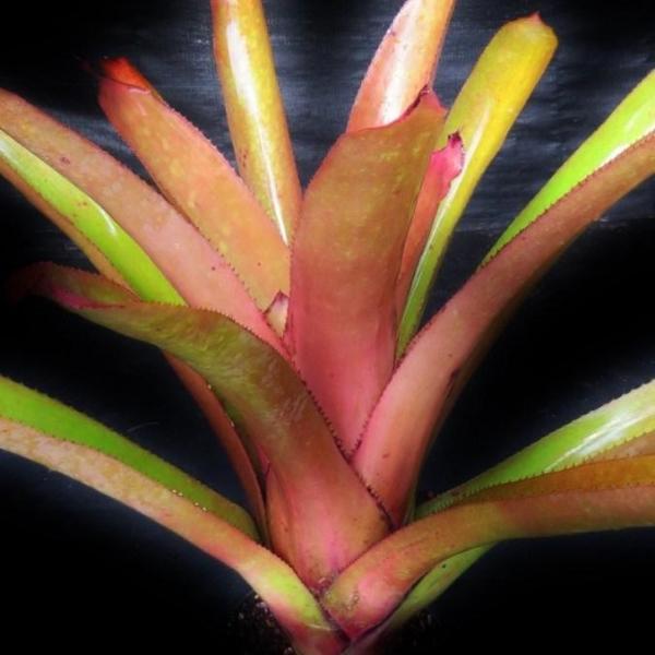 Aechmea aquilegia - Bromeliad Paradise