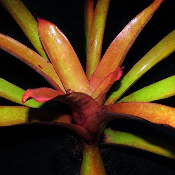 Aechmea aquilegia | Bromeliad Paradise