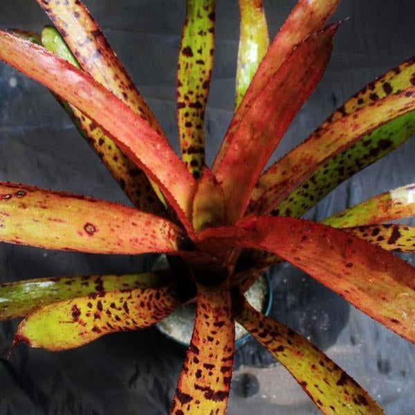 Aechmea 'Bitter Sweet' | Bromeliad Paradise