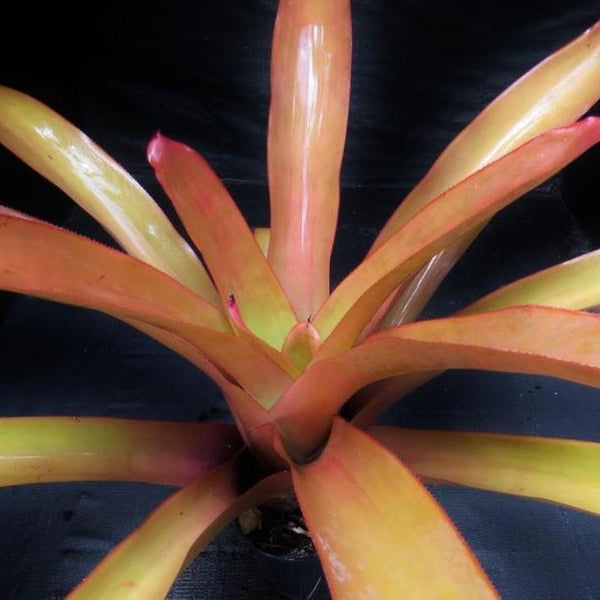 Aechmea blanchetiana cv 'Peaches and Cream' | Bromeliad Paradise