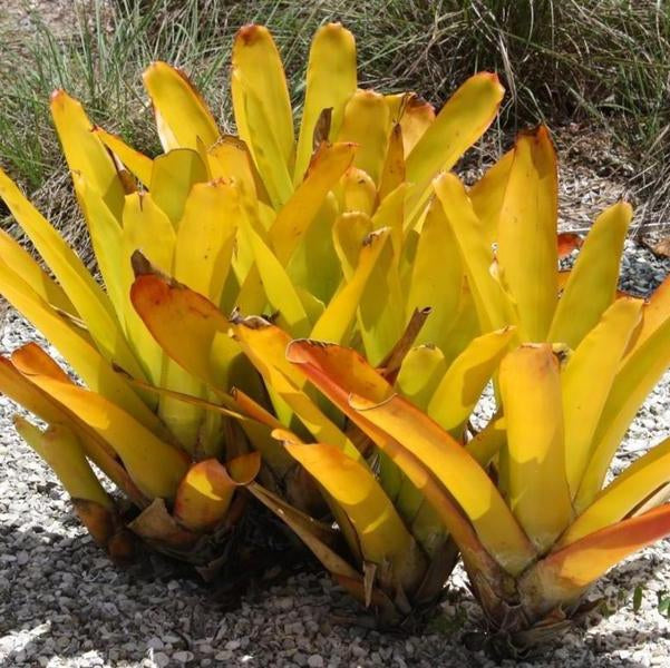 ブロメリア・エアープランツ Aechmea Blanchesteana Lemon Albo Aechmea blanchetiana 'Lemon' - Bromeliad Paradise