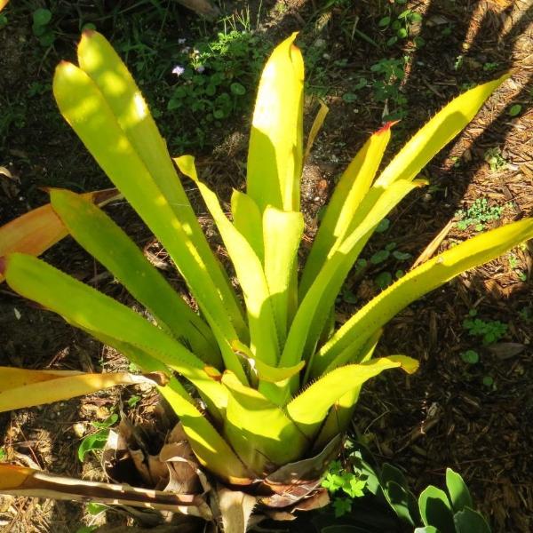 ブロメリア・エアープランツ Aechmea Blanchesteana Lemon Albo Aechmea blanchetiana 'Lemonade' - Bromeliad Paradise
