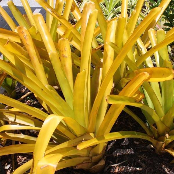 ブロメリア・エアープランツ Aechmea Blanchesteana Lemon Albo Aechmea blanchetiana 'Lemonade' - Bromeliad Paradise