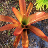 Aechmea blanchetiana 'Orange' | Bromeliad Paradise
