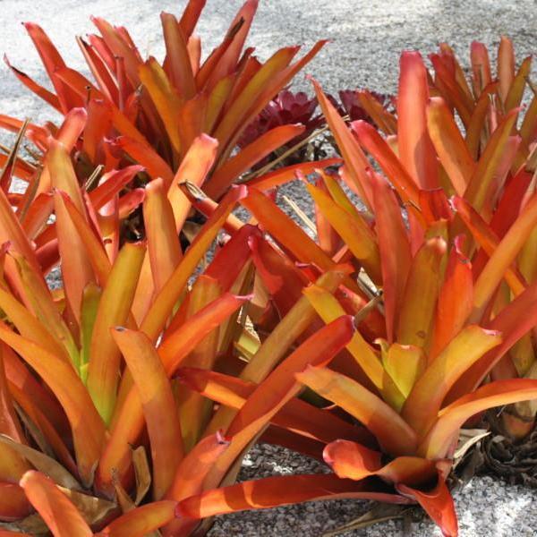 Aechmea blanchetiana 'Orange' | Bromeliad Paradise