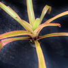 Aechmea blanchetiana 'Rainbow' | Bromeliad Paradise