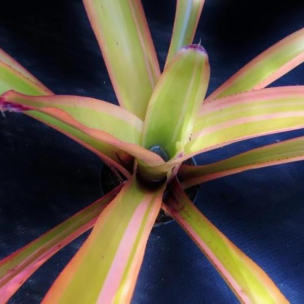 Aechmea blanchetiana 'Rainbow' | Bromeliad Paradise
