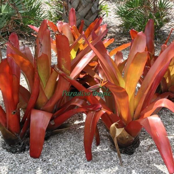 Aechmea blanchetiana 'Red Raspberry' | Bromeliad Paradise