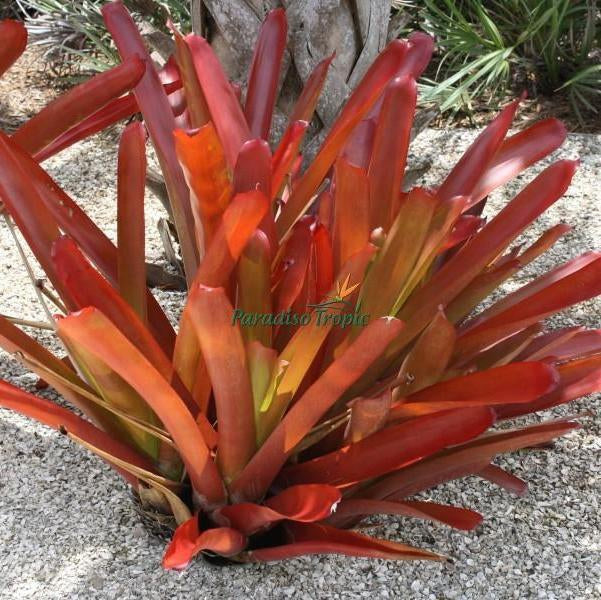 Aechmea blanchetiana 'Red Raspberry' | Bromeliad Paradise