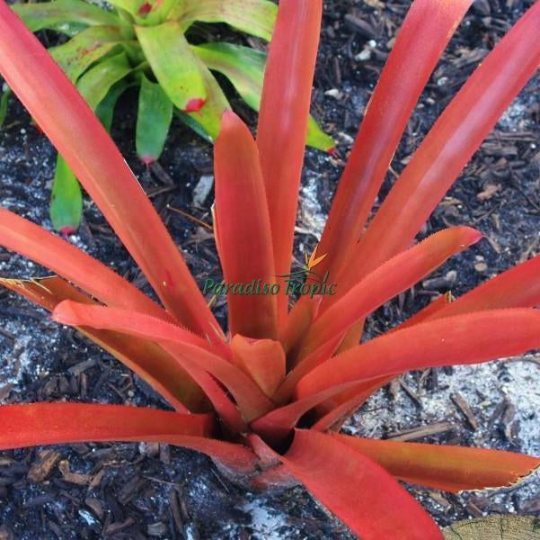 Aechmea 'Frosty the Snowman' – bromeliad.com