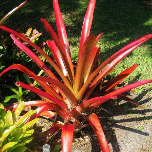 Aechmea blanchetiana x penduliflora | Bromeliad Paradise