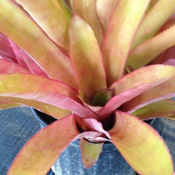Aechmea 'Bonnie's Pearl' | Bromeliad Paradise