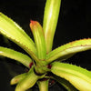 Aechmea bracteata variegata | Bromeliad Paradise