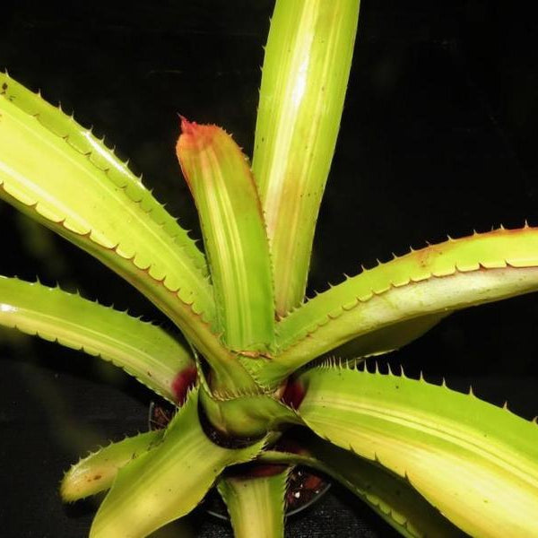 ブロメリア・エアープランツ Aechmea Bracteata Red aechmea bracteata