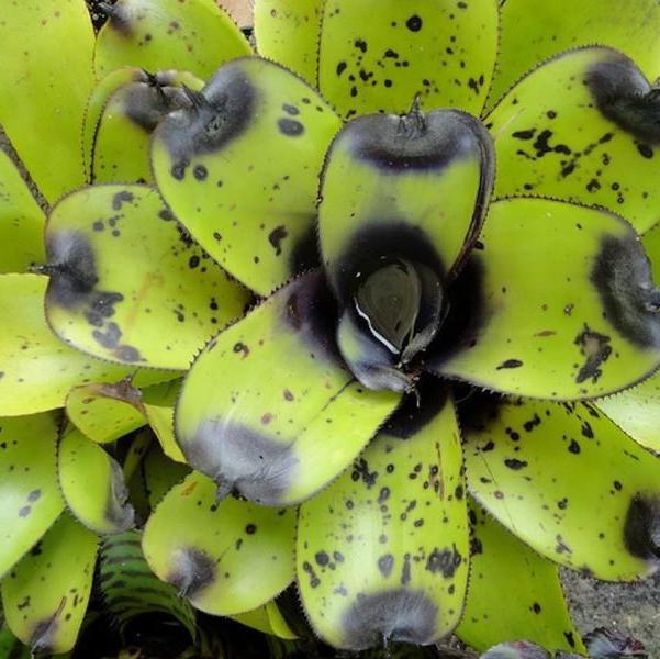 Aechmea caudata 'Santa Catarina' | Bromeliad Paradise