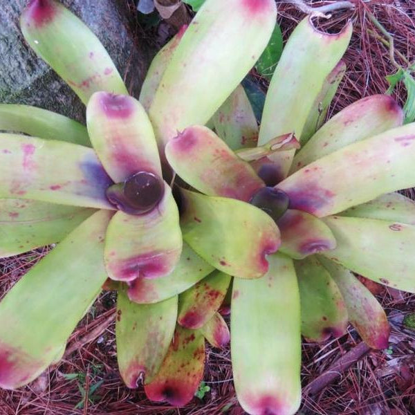 Aechmea caudata 'Yellow' - Bromeliad Paradise