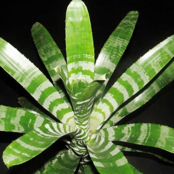 Aechmea chantinii Bromeliad Paradise