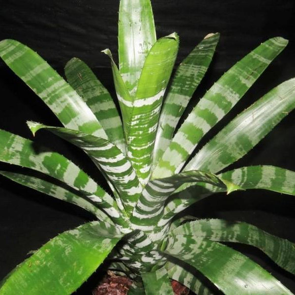 Aechmea chantinii | Bromeliad Paradise