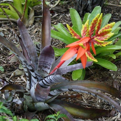 Aechmea chantinii cv. 'Black' | Bromeliad Paradise
