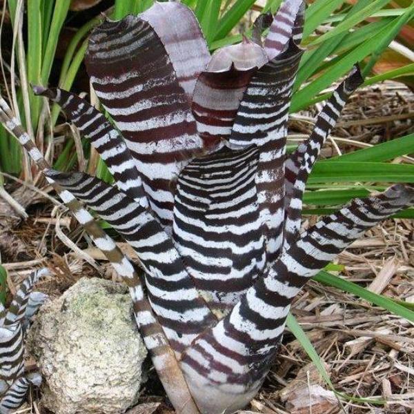 ブロメリア・エアープランツ Aechmea Black Secect x Ebony Aechmea chantinii Black Ebony 【artPLANTs】エクメア/タンク
