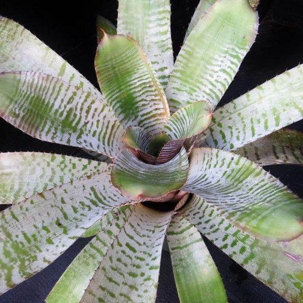 Aechmea chantinii cv. 'De Leon' | Bromeliad Paradise
