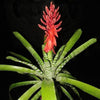 Aechmea chantinii cv 'Skotaks Select Red' | Bromeliad Paradise